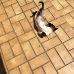 Chat perdu à Le Perreux-sur-Marne 94170 : Micki, Siamois