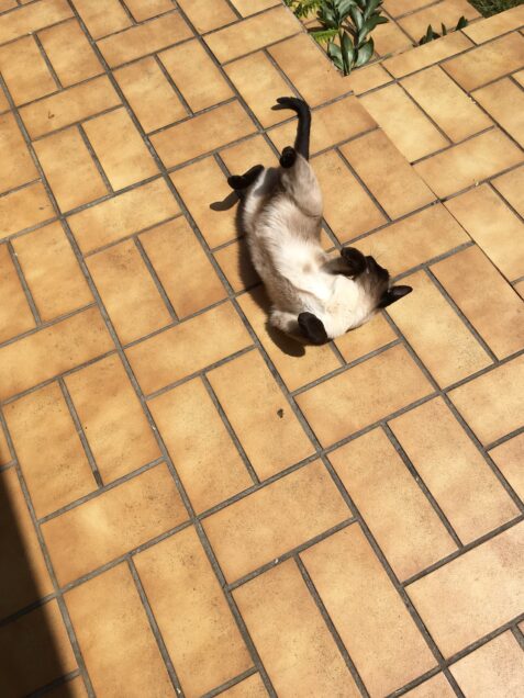 Chat perdu à Le Perreux-sur-Marne 94170 : Micki, Siamois