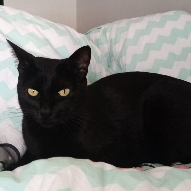 Chat perdu à Cabris 06530 : Bidule, Européen