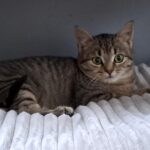 Chat perdu à Tours 37100 : Miss Asia, Européen