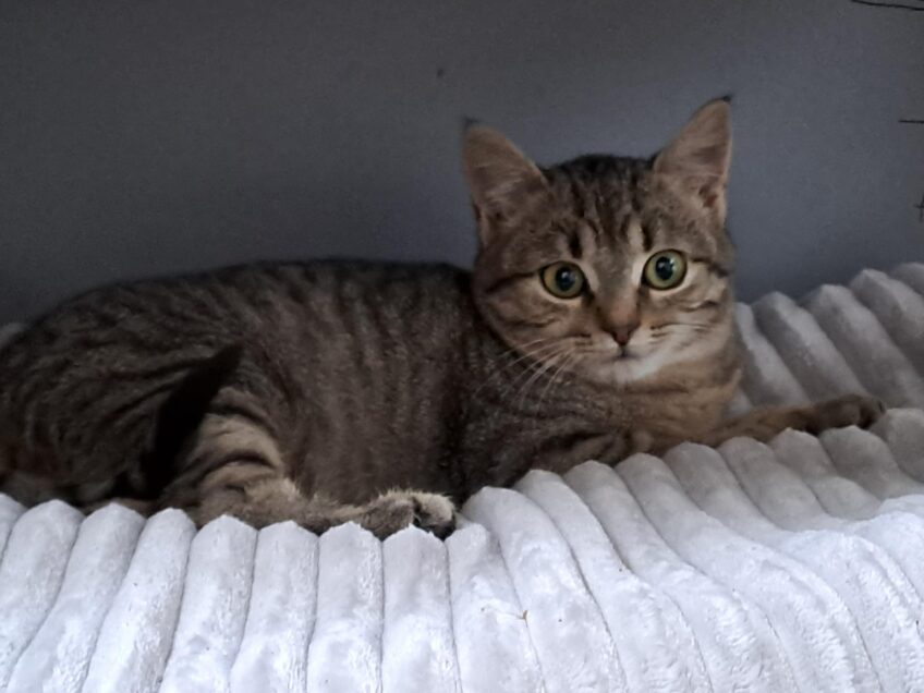 Chat perdu à Tours 37100 : Miss Asia, Européen