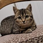 Chat perdu à Tours 37100 : Miss Asia, Européen