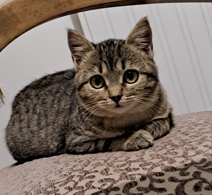Chat perdu à Tours 37100 : Miss Asia, Européen