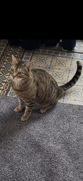 Chat perdu à Montreuil 93100 : Léo, Européen