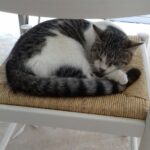 Chat perdu à Frontignan 34110 : Bandit, Européen