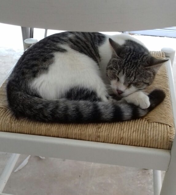 Chat perdu à Frontignan 34110 : Bandit, Européen
