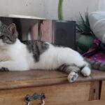 Chat perdu à Frontignan 34110 : Bandit, Européen