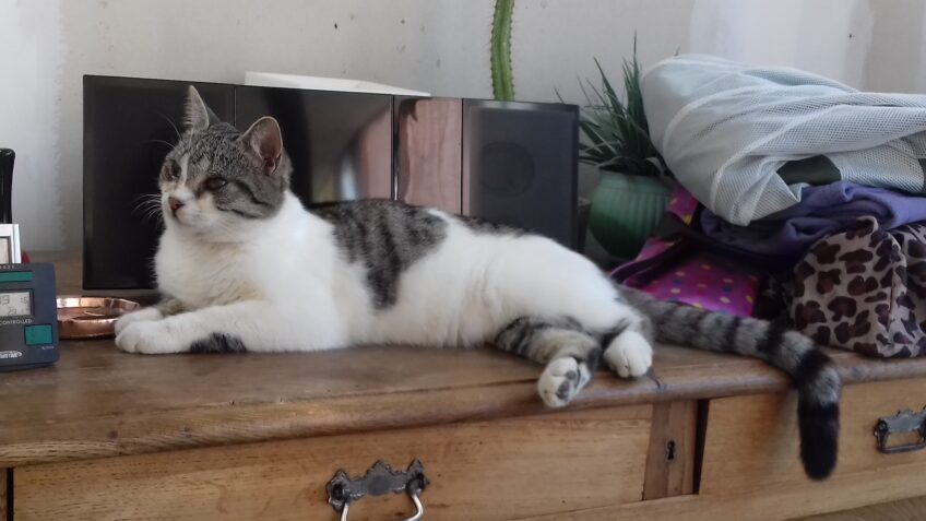 Chat perdu à Frontignan 34110 : Bandit, Européen