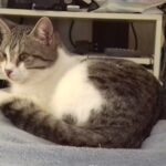 Chat perdu à Frontignan 34110 : Bandit, Européen