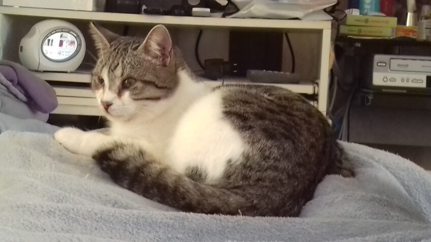 Chat perdu à Frontignan 34110 : Bandit, Européen