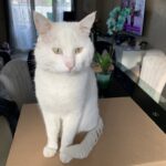 Chat perdu à Aulnay-sous-Bois 93600 : Minou, Autre