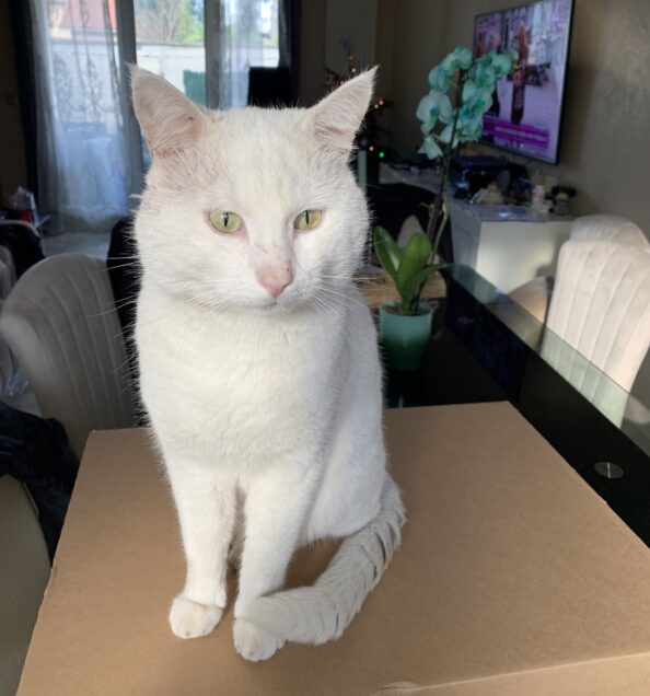 Chat perdu à Aulnay-sous-Bois 93600 : Minou, Autre
