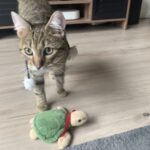 Chat perdu à Montreuil 93100 : Néo, Européen