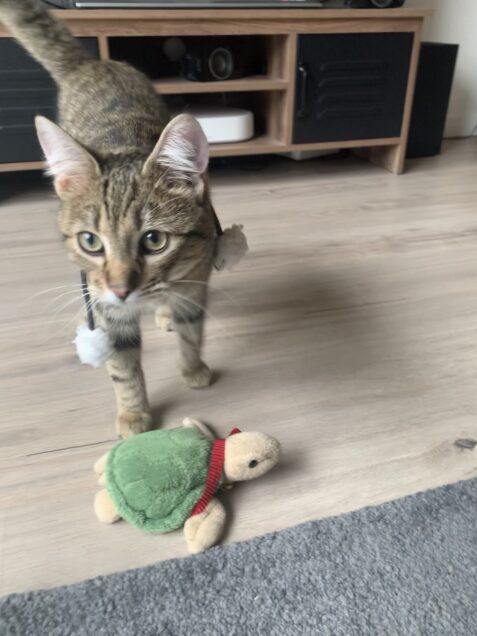 Chat perdu à Montreuil 93100 : Néo, Européen