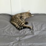 Chat perdu à Montreuil 93100 : Néo, Européen