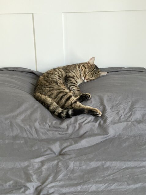 Chat perdu à Montreuil 93100 : Néo, Européen