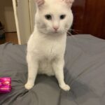 Chat perdu à Aulnay-sous-Bois 93600 : Minou, Autre