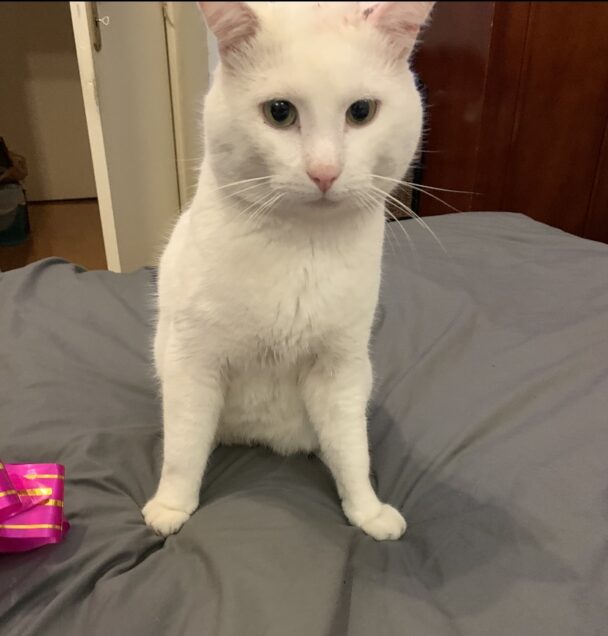Chat perdu à Aulnay-sous-Bois 93600 : Minou, Autre