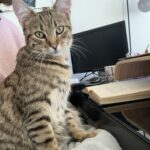 Chat perdu à Montreuil 93100 : Néo, Européen