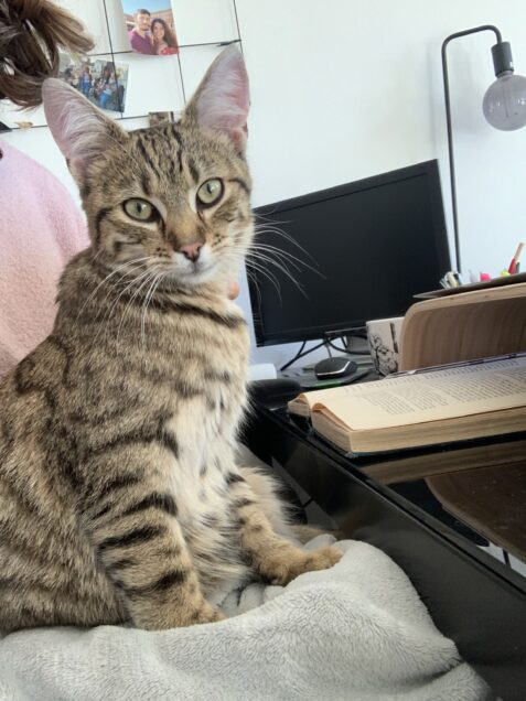 Chat perdu à Montreuil 93100 : Néo, Européen