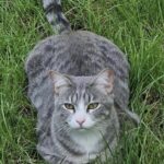 Chat perdu à Roissy-en-Brie 77680 : Pepito, Européen