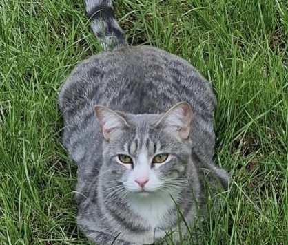Chat perdu à Roissy-en-Brie 77680 : Pepito, Européen