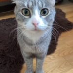 Chat perdu à Roissy-en-Brie 77680 : Pepito, Européen