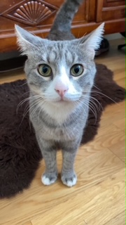 Chat perdu à Roissy-en-Brie 77680 : Pepito, Européen