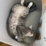 Chat perdu à Roissy-en-Brie 77680 : Pepito, Européen