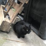 Chat trouvé à Montreuil 93100, Européen