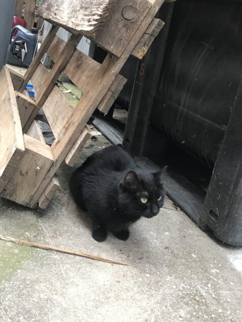 Chat trouvé à Montreuil 93100, Européen
