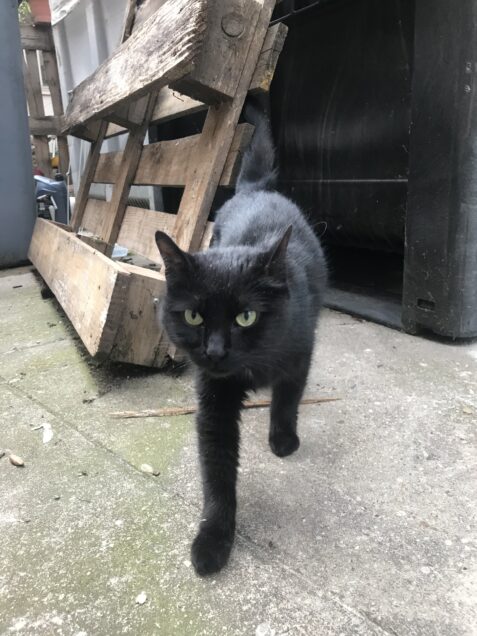 Chat trouvé à Montreuil 93100, Européen