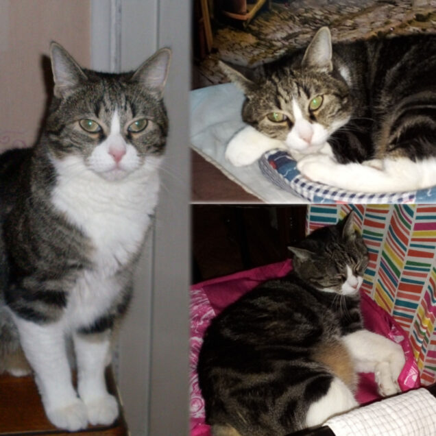 Chat perdu à Noisy-le-Sec 93130 : MIMI, Européen