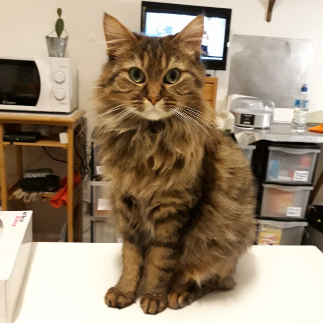 Chat perdu à Laval 53000 : Krampouz, Européen
