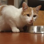 Chat perdu à Montreuil 93100 : Jelly, Européen