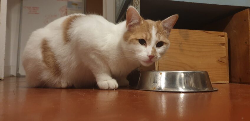 Chat perdu à Montreuil 93100 : Jelly, Européen