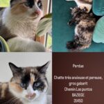 Chat perdu à Ayguesvives 31450 : Lidzie, Siamois
