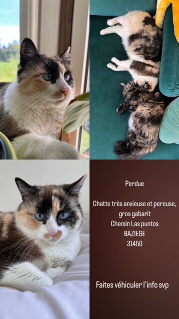 Chat perdu à Ayguesvives 31450 : Lidzie, Siamois