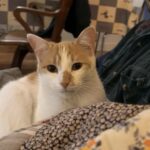 Chat perdu à Montreuil 93100 : Jelly, Européen