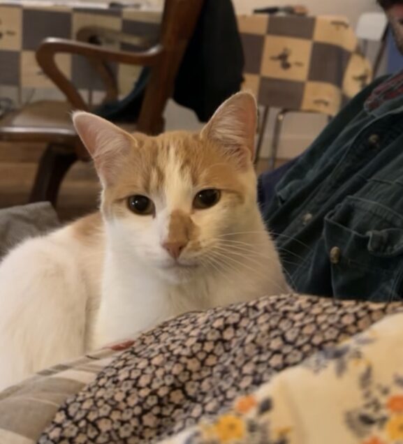 Chat perdu à Montreuil 93100 : Jelly, Européen