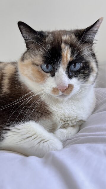 Chat perdu à Ayguesvives 31450 : Lidzie, Siamois