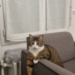 Chat perdu à Taverny 95150 : Olive , Européen