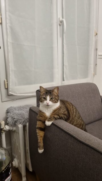 Chat perdu à Taverny 95150 : Olive , Européen