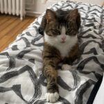 Chat perdu à Taverny 95150 : Olive , Européen