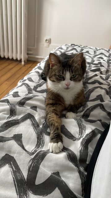 Chat perdu à Taverny 95150 : Olive , Européen