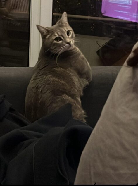 Chat perdu à Mérignac 33700 : Seth, Européen