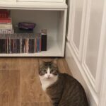 Chat perdu à Taverny 95150 : Olive , Européen