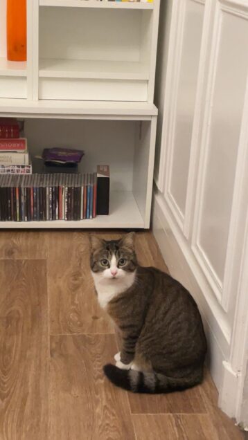 Chat perdu à Taverny 95150 : Olive , Européen