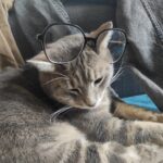 Chat perdu à Mérignac 33700 : Seth, Européen