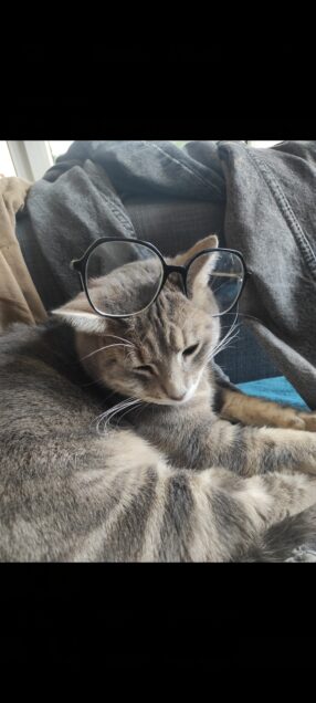 Chat perdu à Mérignac 33700 : Seth, Européen